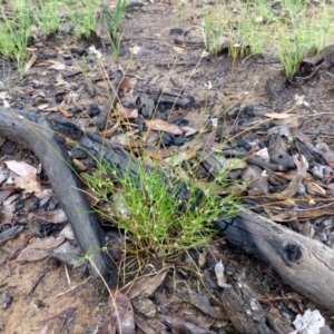 Laxmannia gracilis at Canberra Central, ACT - 14 Jan 2015