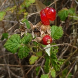 Rubus parvifolius at Canberra Central, ACT - 14 Jan 2015 12:00 AM