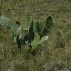 Opuntia sp. (Prickly Pear) at Urambi Hills - 4 Jan 2015 by RyuCallaway