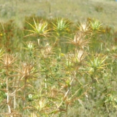 Carthamus lanatus (Saffron Thistle) at Urambi Hills - 5 Jan 2015 by ArcherCallaway