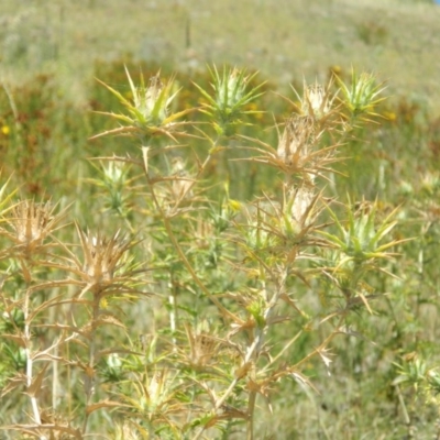 Carthamus lanatus (Saffron Thistle) at Urambi Hills - 4 Jan 2015 by RyuCallaway