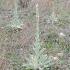 Verbascum thapsus subsp. thapsus (Great Mullein, Aaron's Rod) at Wanniassa Hill - 5 Jan 2015 by RyuCallaway