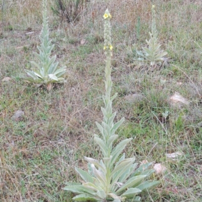 Verbascum thapsus subsp. thapsus (Great Mullein, Aaron's Rod) at Wanniassa Hill - 5 Jan 2015 by RyuCallaway