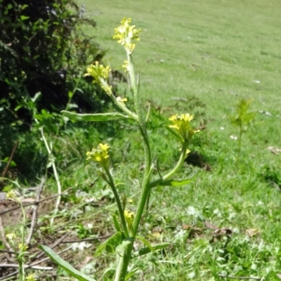 Barbarea verna (Wintercress, American Cress) at Paddys River, ACT - 18 Oct 2014 by galah681