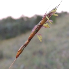 Sorghum leiocladum (Wild Sorghum) at Greenway, ACT - 25 Nov 2014 by MichaelBedingfield