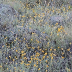 Chrysocephalum apiculatum at Conder, ACT - 12 Nov 2014