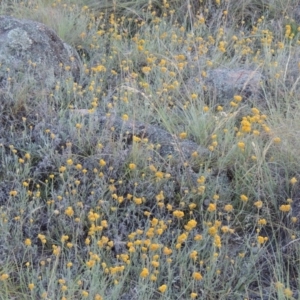Chrysocephalum apiculatum at Conder, ACT - 12 Nov 2014 12:00 AM