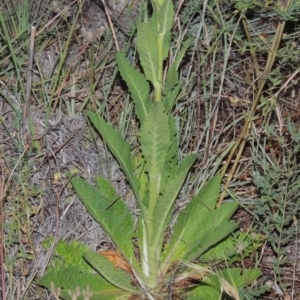 Verbascum virgatum at Greenway, ACT - 25 Nov 2014 08:25 PM