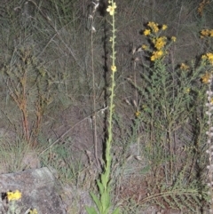 Verbascum virgatum at Greenway, ACT - 25 Nov 2014 08:25 PM