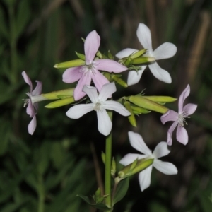 Saponaria officinalis at Greenway, ACT - 25 Nov 2014