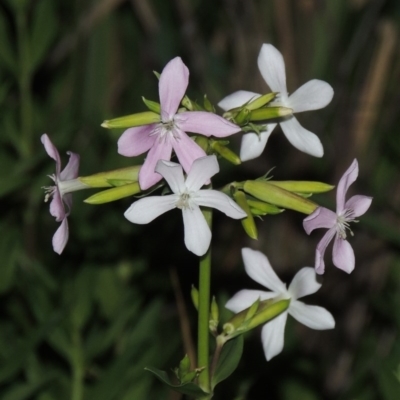 Saponaria officinalis (Soapwort, Bouncing Bet) at Pine Island to Point Hut - 25 Nov 2014 by michaelb