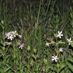 Saponaria officinalis at Greenway, ACT - 25 Nov 2014