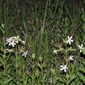 Saponaria officinalis at Greenway, ACT - 25 Nov 2014