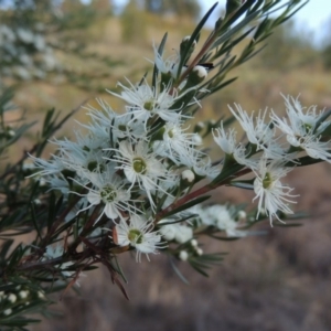 Kunzea ericoides at Paddys River, ACT - 29 Nov 2014 07:06 PM