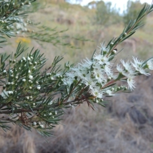 Kunzea ericoides at Paddys River, ACT - 29 Nov 2014 07:06 PM