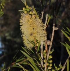 Callistemon sieberi (River Bottlebrush) at Pine Island to Point Hut - 29 Nov 2014 by michaelb