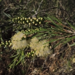 Callistemon sieberi at Paddys River, ACT - 29 Nov 2014 07:11 PM