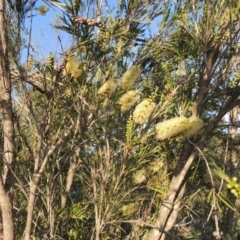 Callistemon sieberi at Paddys River, ACT - 29 Nov 2014 07:11 PM