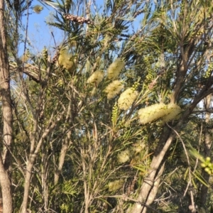 Callistemon sieberi at Paddys River, ACT - 29 Nov 2014