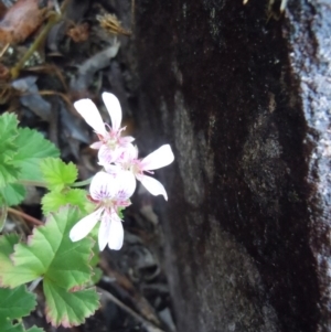 Pelargonium australe at Cotter River, ACT - 13 Jan 2015