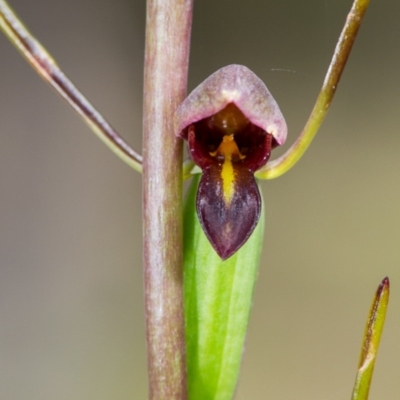 Orthoceras strictum (Horned Orchid) at Bruce, ACT - 13 Dec 2014 by TobiasHayashi