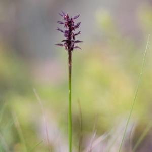 Corunastylis arrecta at Mount Clear, ACT - 27 Dec 2014