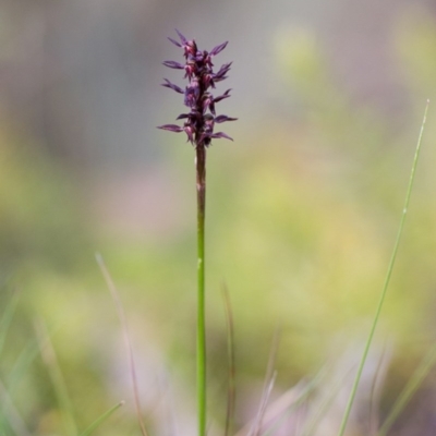 Corunastylis arrecta (Erect midge orchid) at Mount Clear, ACT - 27 Dec 2014 by TobiasHayashi