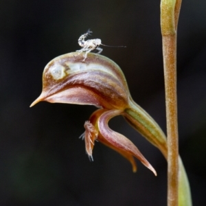 Oligochaetochilus squamatus at Rendezvous Creek, ACT - suppressed