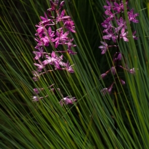 Dipodium punctatum at Paddys River, ACT - 28 Dec 2014