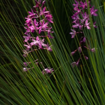 Dipodium punctatum (Blotched Hyacinth Orchid) at Paddys River, ACT - 28 Dec 2014 by TobiasHayashi