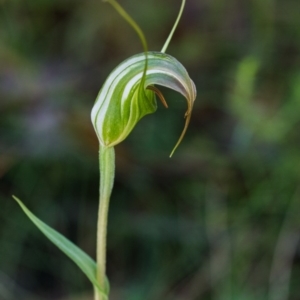 Diplodium aestivum at Cotter River, ACT - 12 Jan 2015