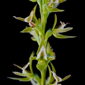 Paraprasophyllum montanum at Cotter River, ACT - 12 Jan 2015