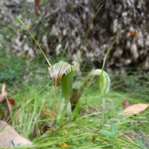 Diplodium decurvum at Cotter River, ACT - suppressed