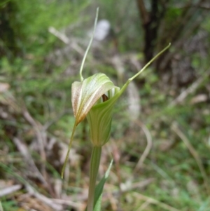 Diplodium decurvum at Cotter River, ACT - suppressed