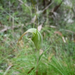 Diplodium decurvum at Cotter River, ACT - 14 Jan 2015