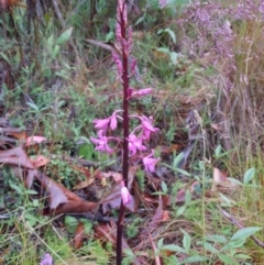 Dipodium roseum (Rosy Hyacinth Orchid) at Cotter River, ACT - 13 Jan 2015 by lyndsey