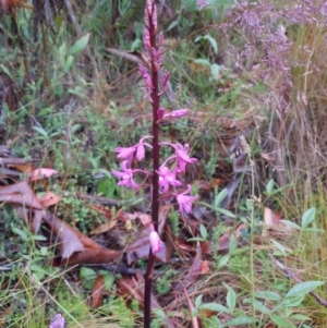 Dipodium roseum at Cotter River, ACT - 13 Jan 2015