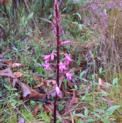 Dipodium roseum (Rosy Hyacinth Orchid) at Cotter River, ACT - 13 Jan 2015 by lyndsey