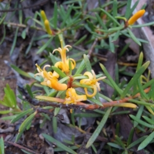 Persoonia chamaepeuce at Cotter River, ACT - 14 Jan 2015 03:58 PM