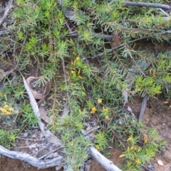 Persoonia chamaepeuce at Cotter River, ACT - 14 Jan 2015 03:58 PM