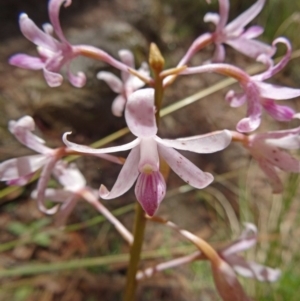 Dipodium roseum at Paddys River, ACT - suppressed