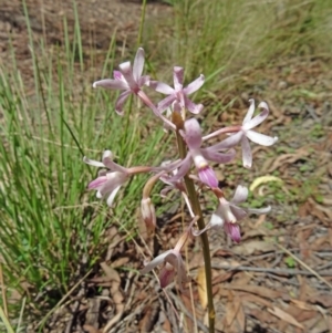 Dipodium roseum at Paddys River, ACT - suppressed