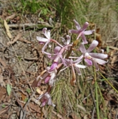 Dipodium roseum at Paddys River, ACT - suppressed