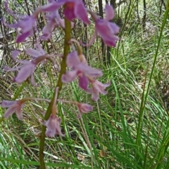 Dipodium roseum (Rosy Hyacinth Orchid) - 1 Jan 1900 by galah681