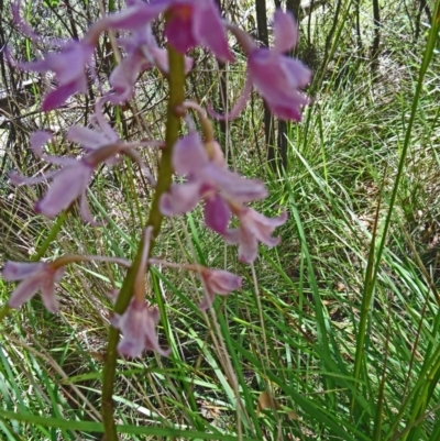 Dipodium roseum (Rosy Hyacinth Orchid) - 1 Jan 1900 by galah681