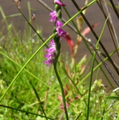 Spiranthes australis (Austral Ladies Tresses) at Paddys River, ACT - 14 Jan 2015 by galah681