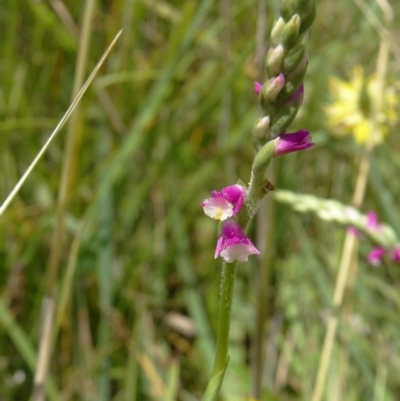 Spiranthes australis (Austral Ladies Tresses) at Paddys River, ACT - 15 Jan 2015 by galah681