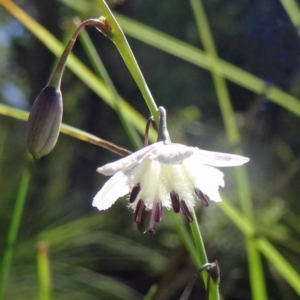 Arthropodium milleflorum at Paddys River, ACT - 15 Jan 2015 09:00 AM