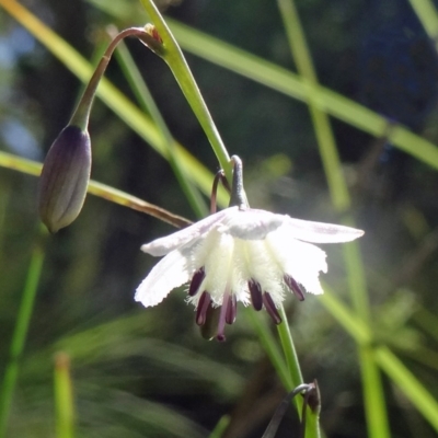 Arthropodium milleflorum (Vanilla Lily) at Paddys River, ACT - 14 Jan 2015 by galah681