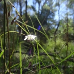 Arthropodium milleflorum at Paddys River, ACT - 15 Jan 2015 09:00 AM